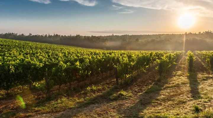 Vineyard voyages Winery Tours from Leesburg and Metro DC