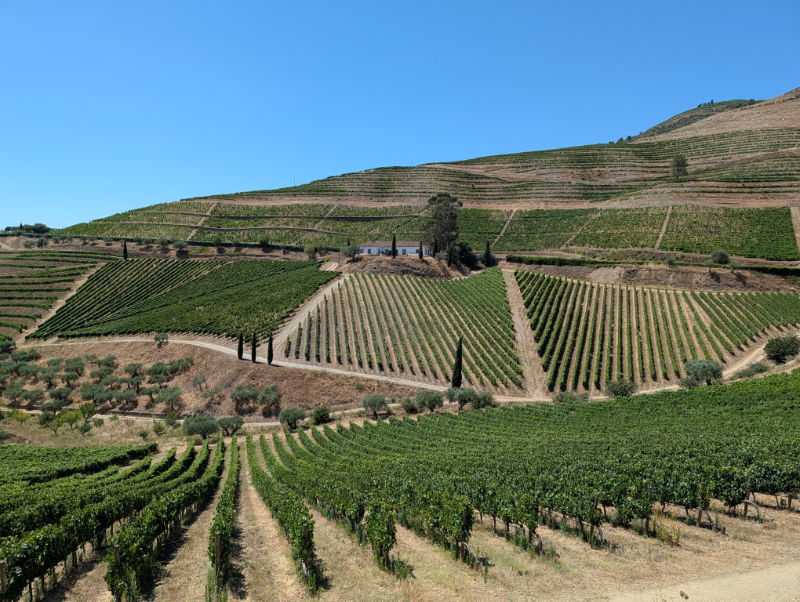 Terraced vineyard rows in Portugal's Douro Valley