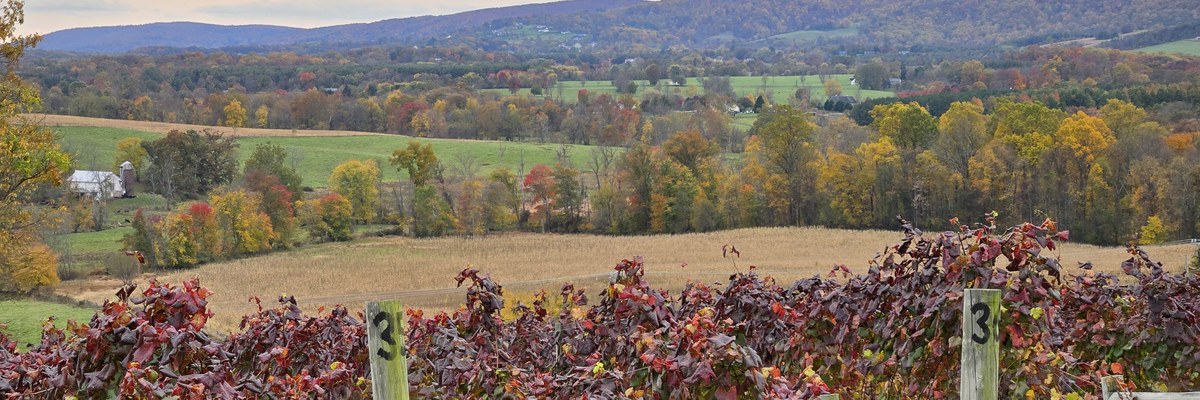 Rows of crimson autumn grapevines above a Loudoun County valley, with fall color across the ridgeline behind.