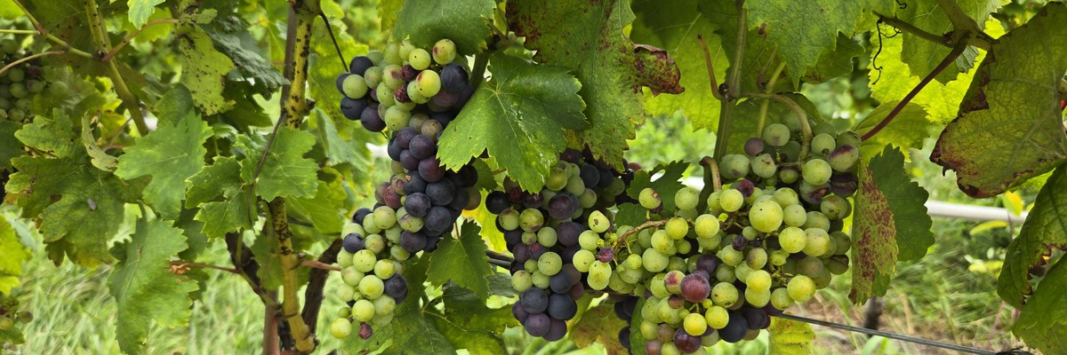 Purple and green grapes at veraison in midsummer