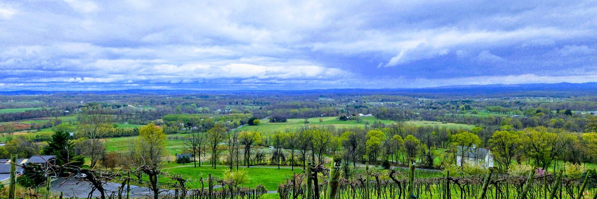 Vineyard rows and green fields in spring, looking toward the Blue Ridge