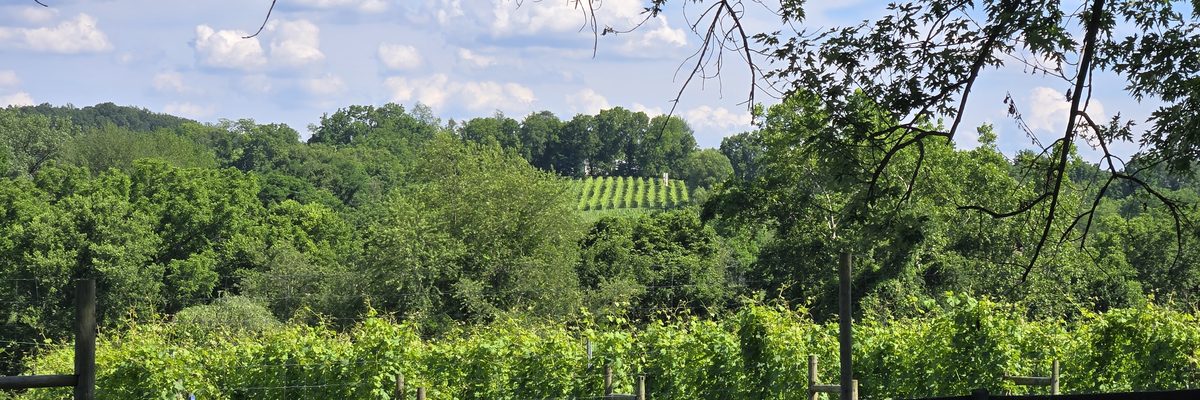 Summer vineyard rows and wooded hills under a blue sky