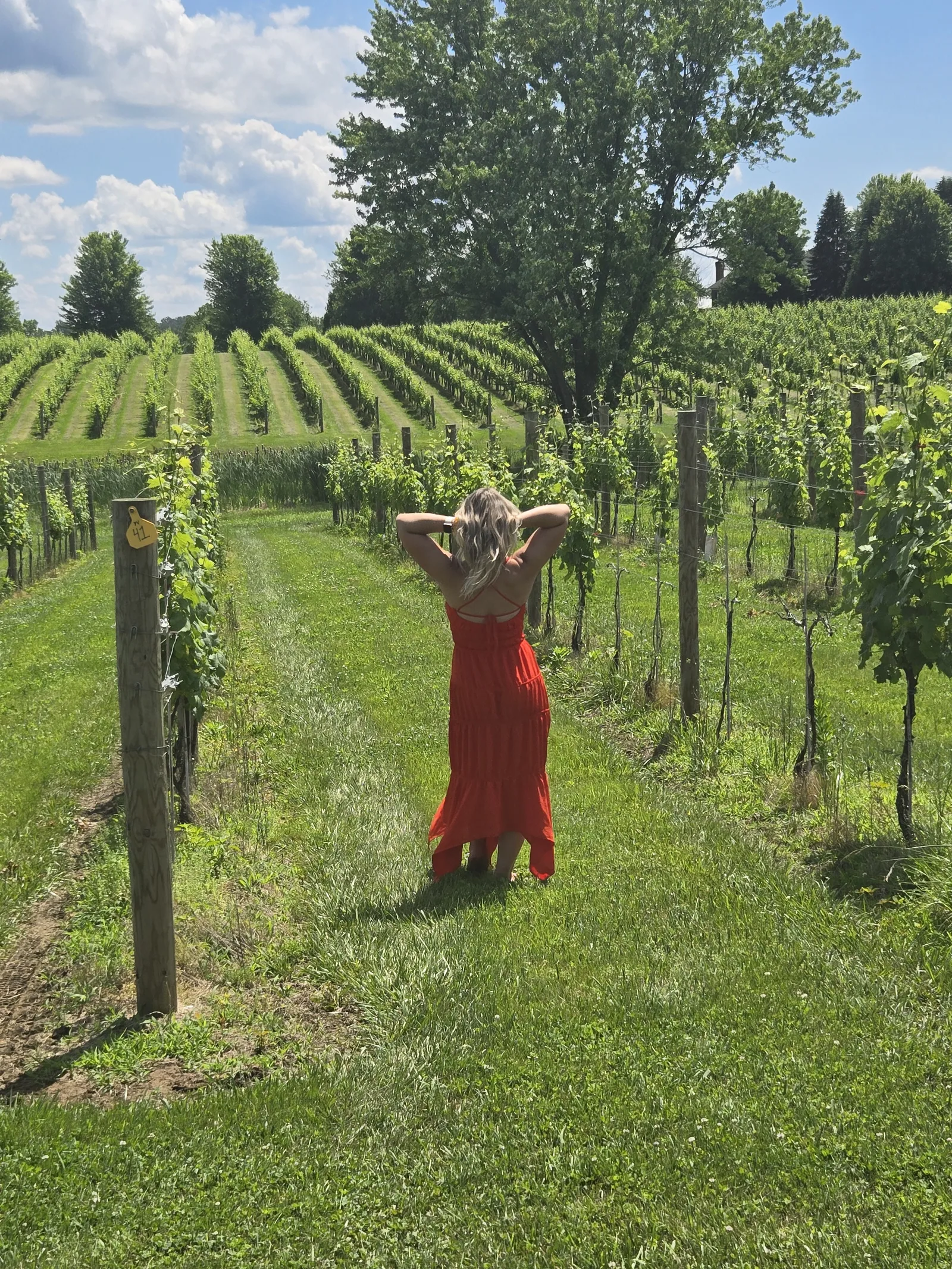 A guest walking alone between rows of grapevines at a Loudoun County vineyard