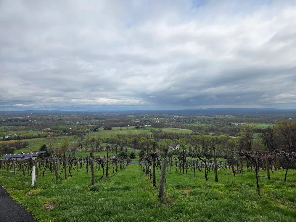 Vineyard rows at Bluemont Vineyard looking out over the valley