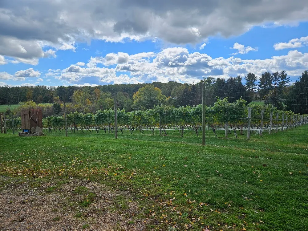 Vineyard rows at The Barns at Hamilton Station