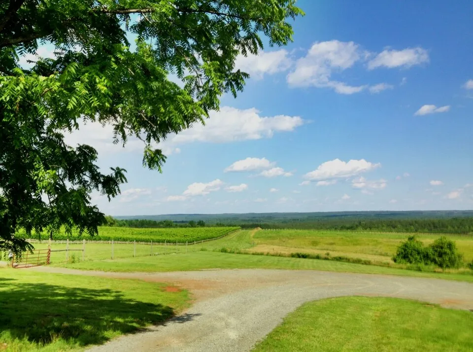 Blenheim Vineyards near Charlottesville