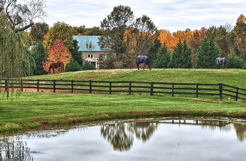 Horses grazing on a farm in Middleburg horse country