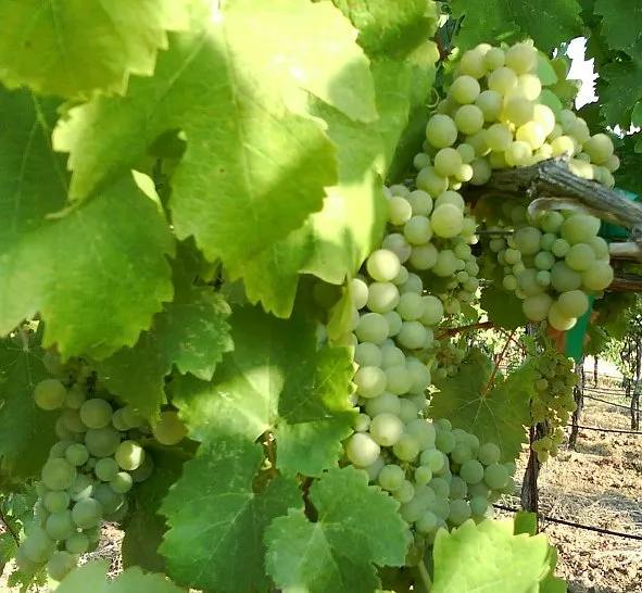 Ripening Viognier grapes on the vine