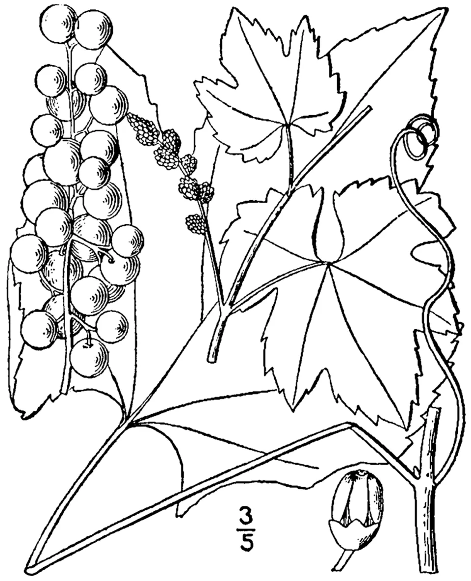 A botanical drawing of Vitis aestivalis, the native grape species linked to the Norton
