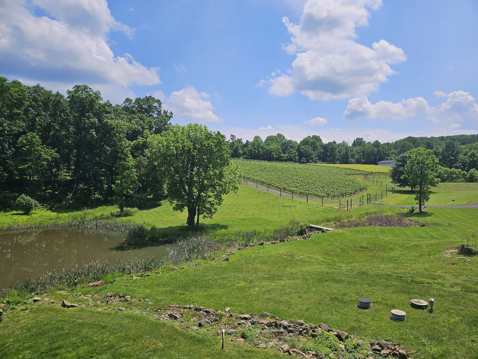 Vineyard rows, a pond and rolling lawn at Casanel Vineyards & Winery